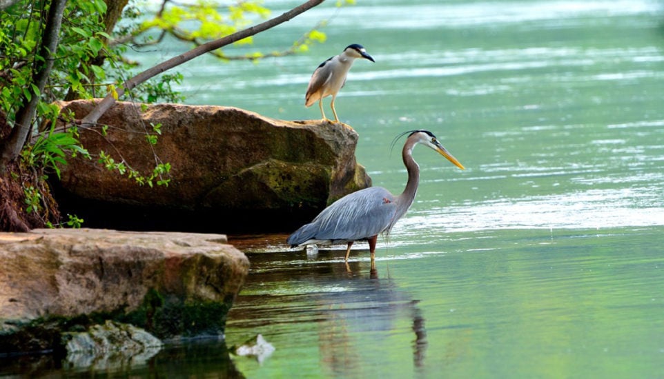 heron in Florida